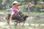 Vietnam realizes the advantages of ostriches